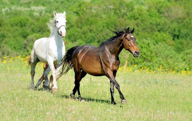 Foto cavalo correndo no campo em dia de verão