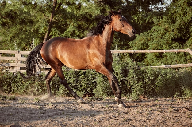 Cavalo correndo no piquete na areia no verão. Animais no rancho.