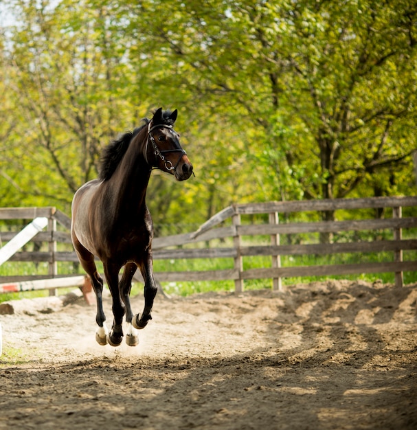 Cavalo correndo