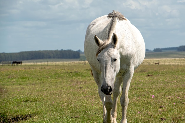 cavalo crioulo