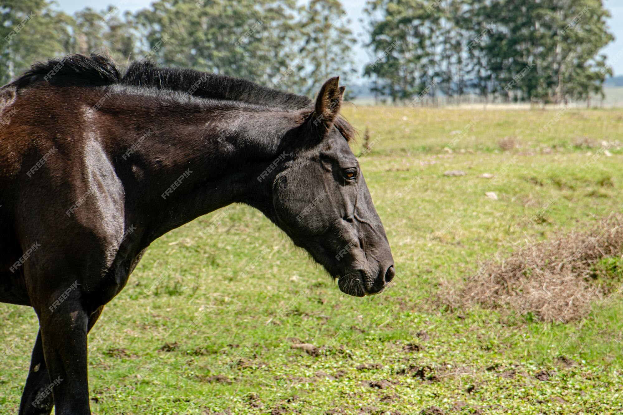 Cavalo Crioulo Desenho Imagens – Download Grátis no Freepik