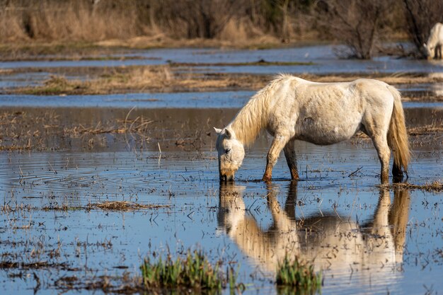 Cavalo da Camargue no Parque Natural dos Pântanos