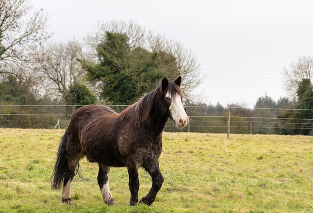 Cavalo da raça Gypsy Vanner no campo cercado por sebes