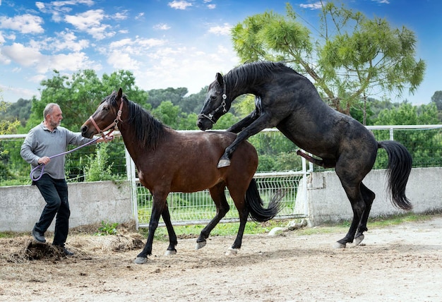 Cavalo de acasalamento na natureza