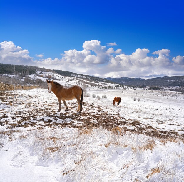 Cavalo de aldeia de neve Virgen de la Vega em Teruel a Espanha