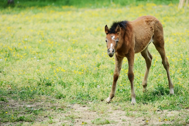 Cavalo de bebê na grama