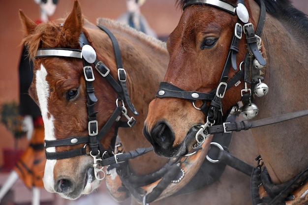 Cavalo de carroça em detalhes de neve