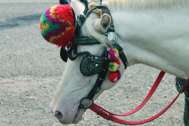 Foto cavalo de carroça