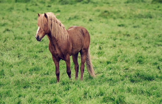 Cavalo de castanha islandês pastando no prado verde na Islândia