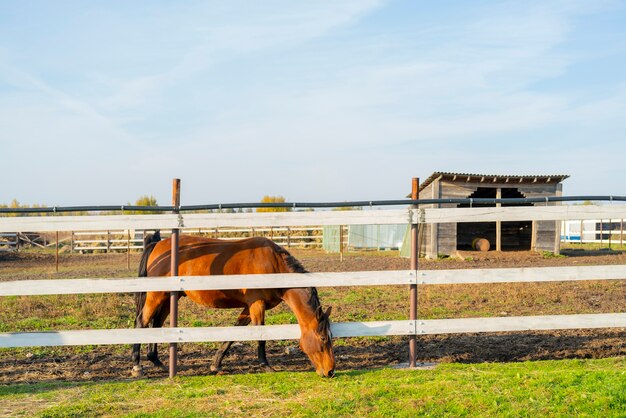 Cavalo de estimação no paddock da fazenda. Animais de estimação em um dia de verão.