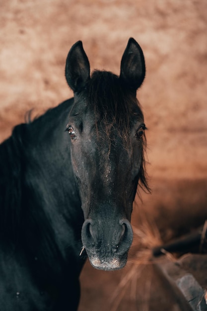 Cavalo de frente