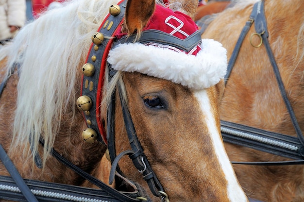 Foto cavalo de natal