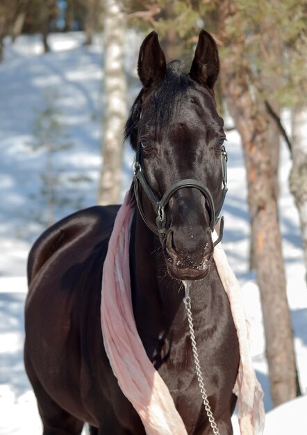 Foto cavalo de pé em um campo coberto de neve