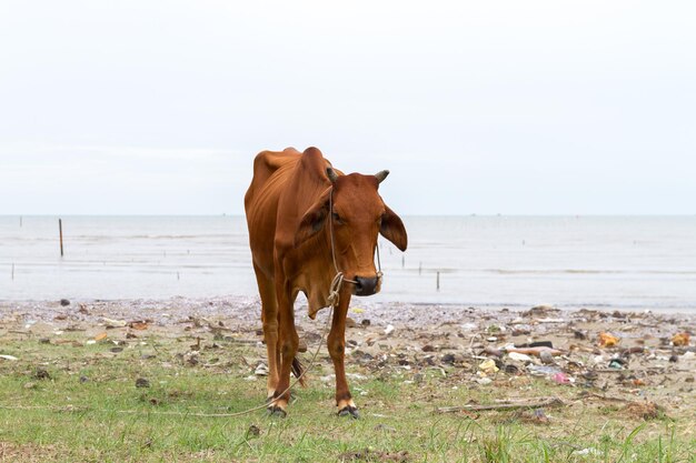 Foto cavalo de pé na praia