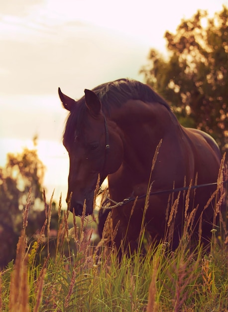 Cavalo de pé no campo contra o céu