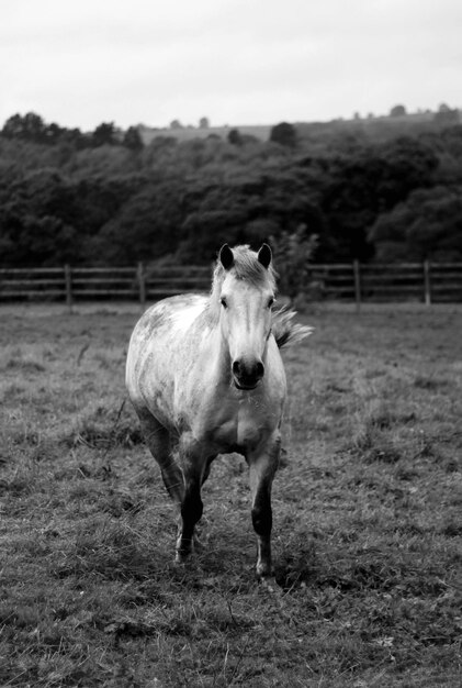 Foto cavalo de pé no campo contra o céu