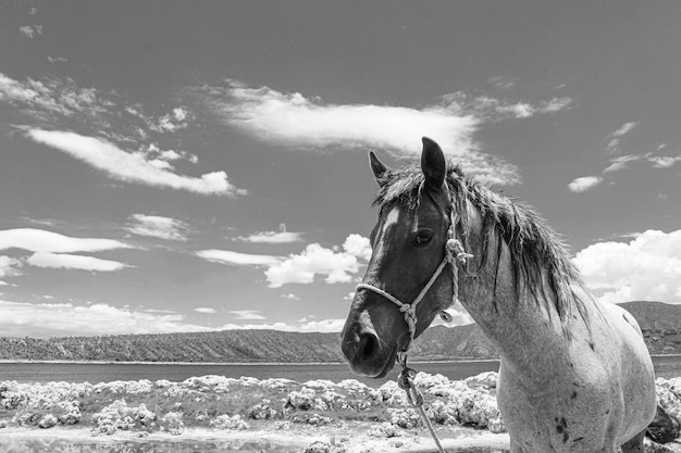 Foto cavalo de pé no campo contra o céu