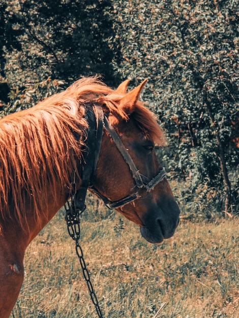 Foto cavalo de pé no campo