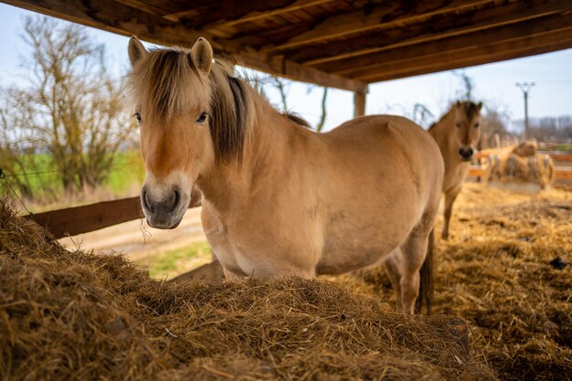 Cavalo de pé no campo