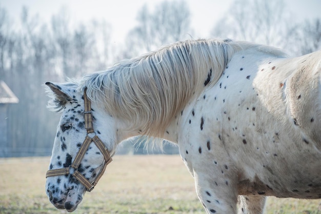 Cavalo de pé no campo