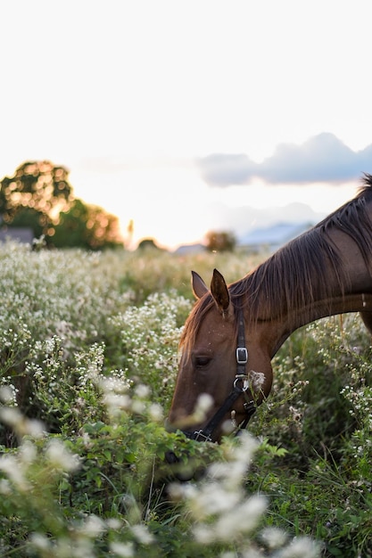 Foto cavalo de pé no campo