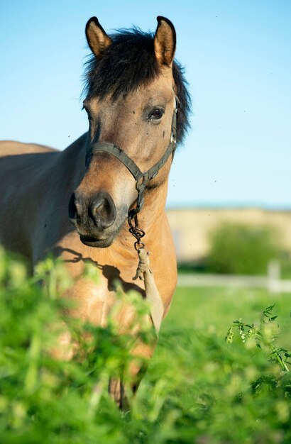 Foto cavalo de pé no campo