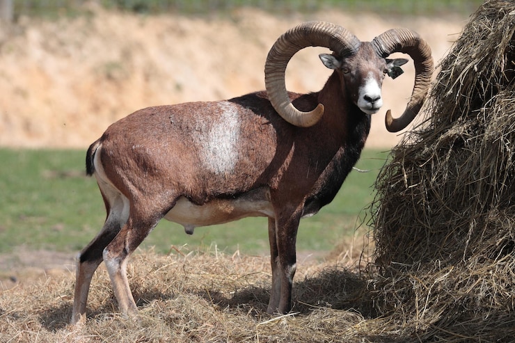 Foto cavalo de pé no campo