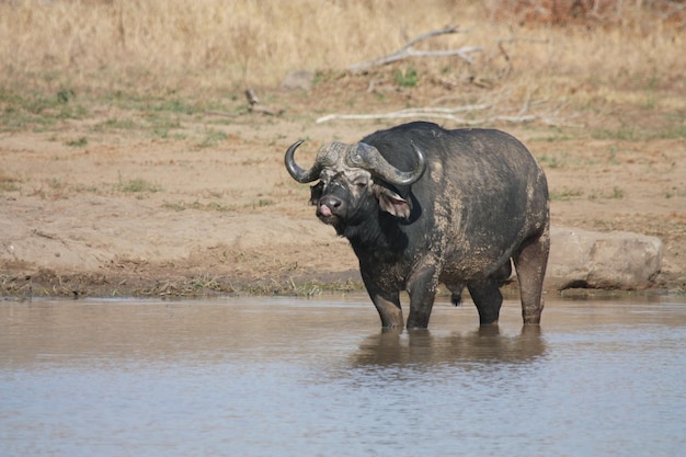 Foto cavalo de pé no lago