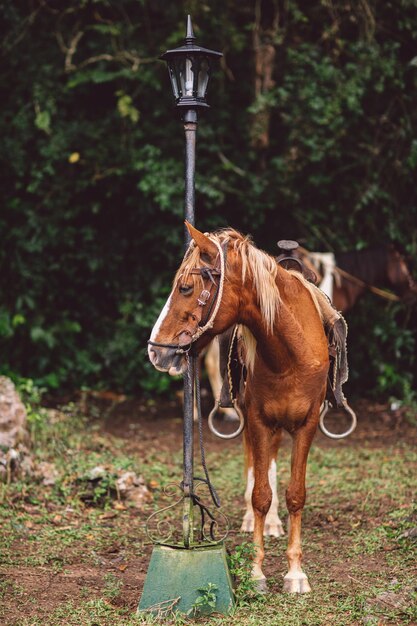 Foto cavalo de pé no rancho