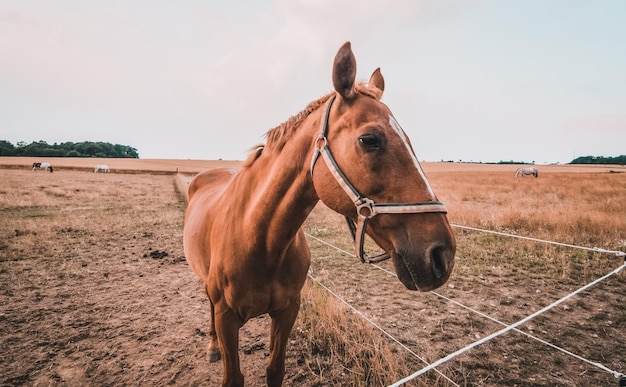 Cavalo de pé no rancho