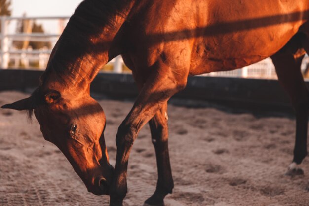 Foto cavalo de pé no rancho