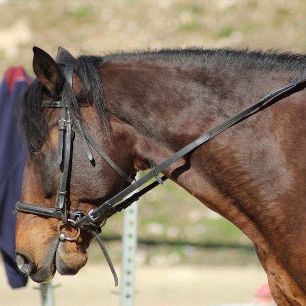 Cavalo de pé no rancho