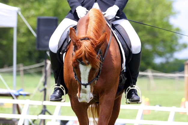 Foto cavalo de pé no rancho