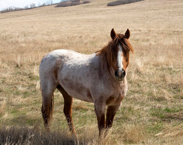 Cavalo de pé num campo