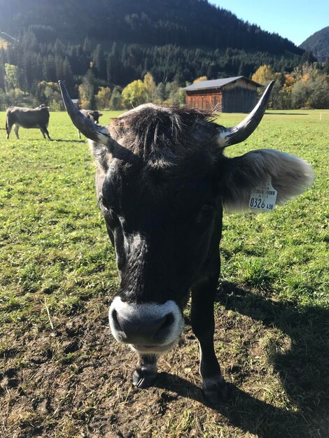 Foto cavalo de pé num campo