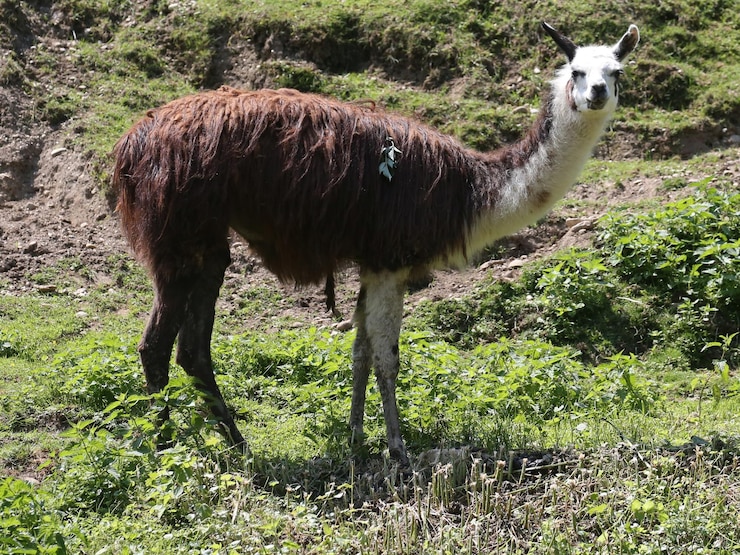 Foto cavalo de pé num campo