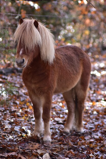 Foto cavalo de pé num campo