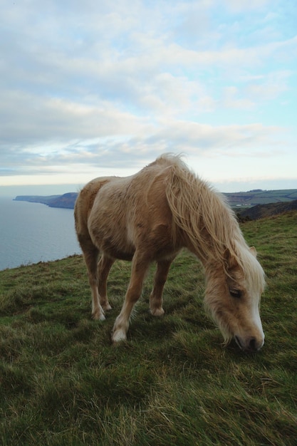 Foto cavalo de pónei galês selvagem pastando em um campo contra o mar e o céu