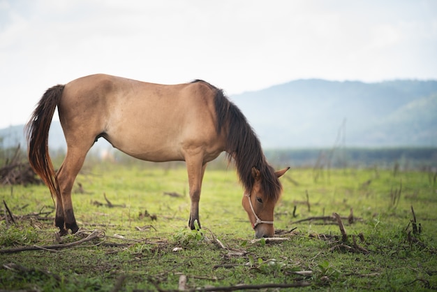 Cavalo de retrato no campo