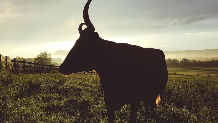 Foto cavalo de silhueta de pé no campo contra o céu durante o pôr do sol
