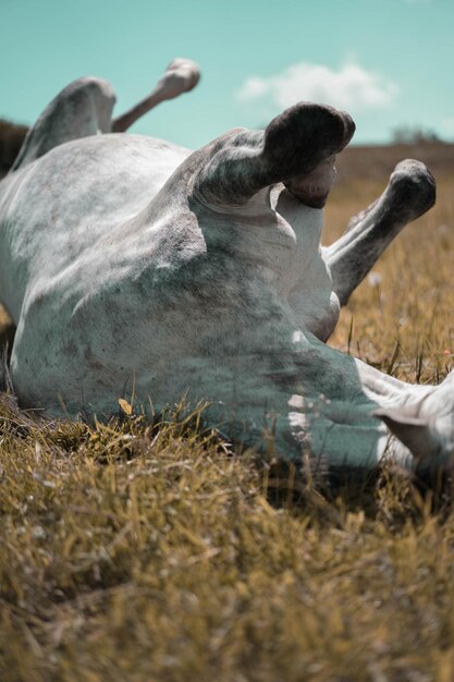 Foto cavalo deitado em terra durante um dia ensolarado