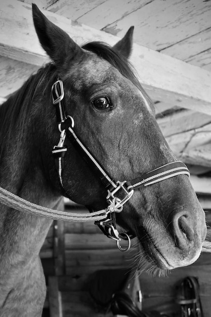 Foto cavalo dentro do celeiro em preto e branco