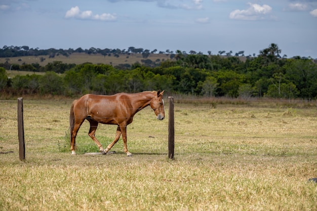 Cavalo descansando em área de pastagem de fazenda brasileira com foco seletivo