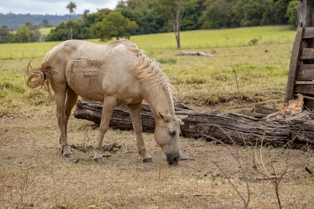 Cavalo descansando em área de pastagem de fazenda brasileira com foco seletivo