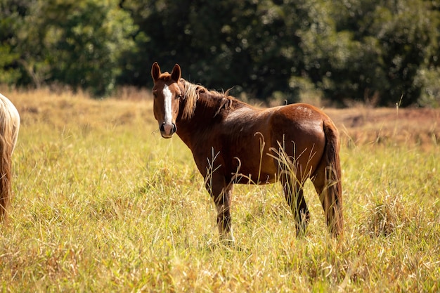 Cavalo descansando em área de pasto de uma fazenda brasileira com foco seletivo