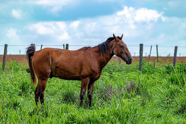 Cavalo descansando em uma área de pastagem de uma fazenda brasileira com foco seletivo