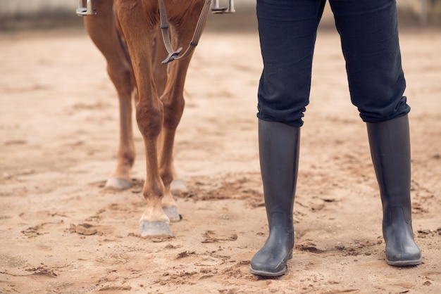 Foto cavalo e hipismo