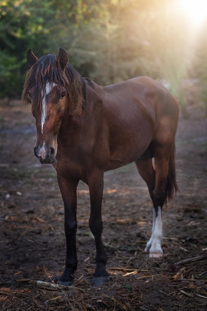 Cavalo égua jovem na luz solar