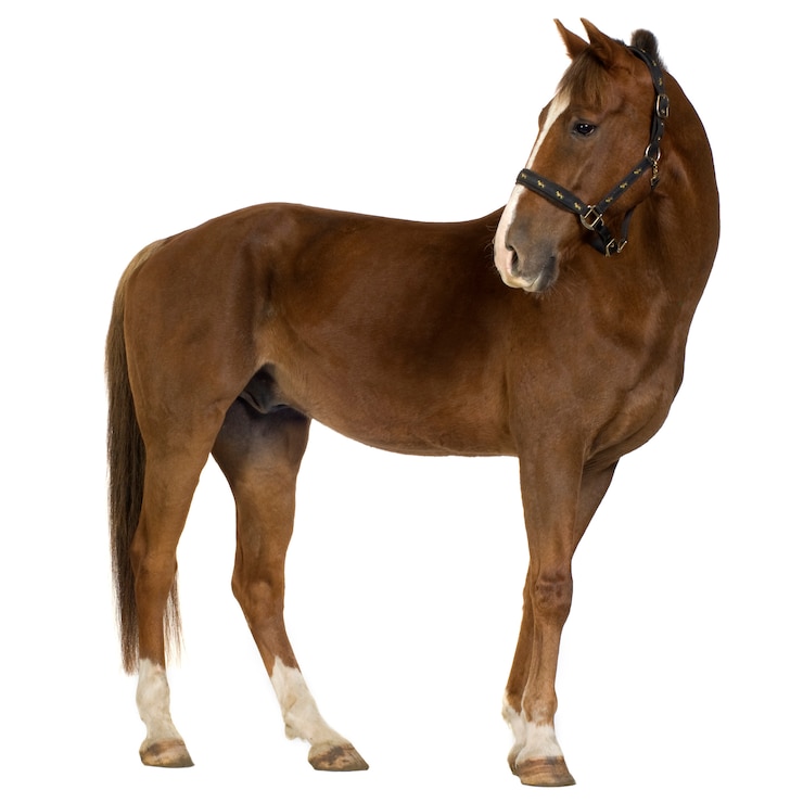 Foto cavalo em branco