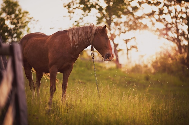 Cavalo em campo. no pôr do sol.